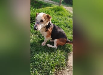 Foxi, Foxterrier-Mix, Rüde, ca. 10 Jahre, ca. 38 cm - Notfall -