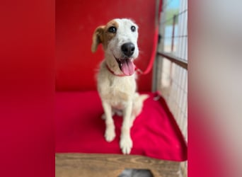 Lotti, Foxterrier-Mix, Hündin, geb. am 01.01.2024, 40 cm, 10 kg