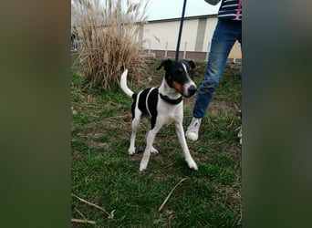 Norbi, Foxterrier, Rüde, ca. 6 Monate, ca. 40 cm