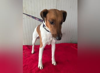 Milo, Glatthaar-Foxterrier-Mix, Rüde, geb. am 03.04.2022, 38 cm, 7,8 kg