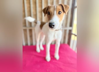 Ronja, Foxterrier-Mix, Hündin, ca. 4 Jahre, 39 cm, 9 kg