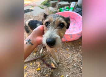 Milly, Foxterrier-Mix, Hündin, geb. am 02.05.2025, 37 cm, 12 kg