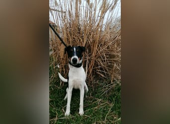 Norbi, Foxterrier, Rüde, ca. 1 Jahr, ca. 40 cm