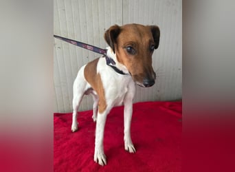 Milo, Glatthaar-Foxterrier-Mix, Rüde, geb. am 03.04.2022, 38 cm, 7,8 kg