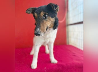 Joey, Glatthaar-Foxterrier, Rüde, 2,5 Jahre, 35 cm