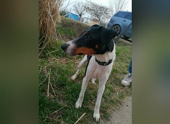 Norbi, Foxterrier, Rüde, ca. 1 Jahr, ca. 40 cm