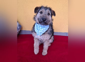 Teddy, Foxterrier-Mix, Rüde, ca. 1 Jahr, ca. 38 cm, 8,5 kg