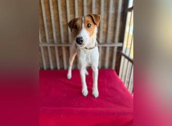 Ronja, Foxterrier-Mix, Hündin, ca. 4 Jahre, 39 cm, 9 kg