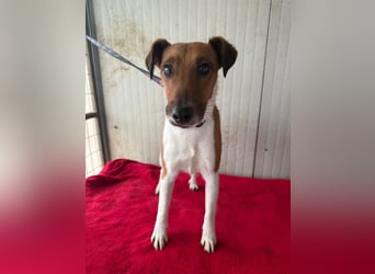 Milo, Glatthaar-Foxterrier-Mix, Rüde, geb. am 03.04.2022, 38 cm, 7,8 kg