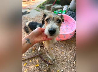 Milly, Foxterrier-Mix, Hündin, geb. am 02.05.2025, 37 cm, 12 kg