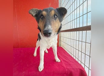 Joey, Glatthaar-Foxterrier, Rüde, 2,5 Jahre, 35 cm