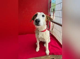 Lotti, Foxterrier-Mix, Hündin, geb. am 01.01.2024, 40 cm, 10 kg