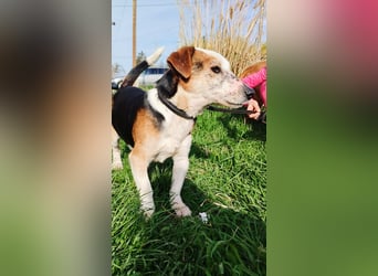 Foxi, Foxterrier-Mix, Rüde, ca. 10 Jahre, ca. 38 cm - Notfall -