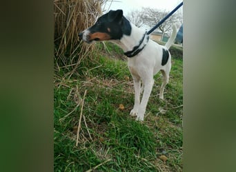 Norbi, Foxterrier, Rüde, ca. 1 Jahr, ca. 40 cm