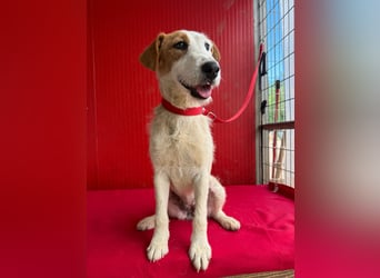 Lotti, Foxterrier-Mix, Hündin, geb. am 01.01.2024, 40 cm, 10 kg