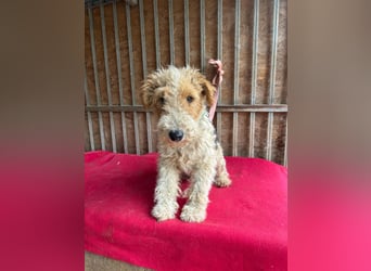 Folti, Foxterrier, Rüde, geb. am 20.01.2025, 40 cm, 10 kg