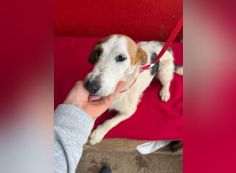 Lotti, Foxterrier-Mix, Hündin, geb. am 01.01.2024, 40 cm, 10 kg
