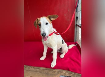 Lotti, Foxterrier-Mix, Hündin, geb. am 01.01.2024, 40 cm, 10 kg