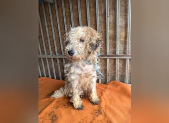 Ficko, Foxterrier-Mix, Rüde, geb. am 03.04.2019, 40 cm
