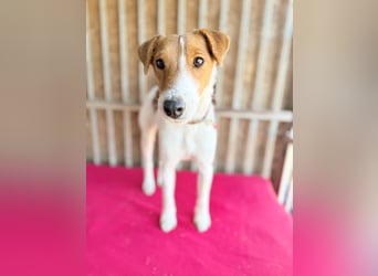 Ronja, Foxterrier-Mix, Hündin, ca. 4 Jahre, 39 cm, 9 kg