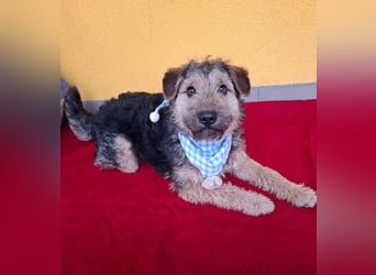 Teddy, Foxterrier-Mix, Rüde, ca. 1 Jahr, ca. 38 cm, 8,5 kg