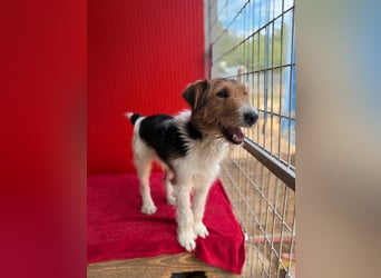Rocky, Foxterrier, Rüde, geb. 03.04.2019, 40 cm, 10 kg