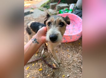 Milly, Foxterrier-Mix, Hündin, geb. am 02.05.2025, 37 cm, 12 kg