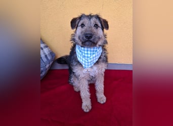 Teddy, Foxterrier-Mix, Rüde, ca. 1 Jahr, ca. 38 cm, 8,5 kg