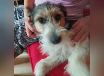 Milly, Foxterrier-Mix, Hündin, geb. am 02.05.2025, 37 cm, 12 kg