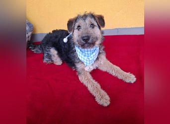 Teddy, Foxterrier-Mix, Rüde, ca. 1 Jahr, ca. 38 cm, 8,5 kg