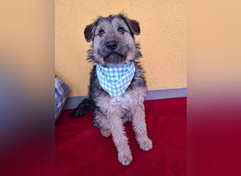 Teddy, Foxterrier-Mix, Rüde, ca. 1 Jahr, ca. 38 cm, 8,5 kg