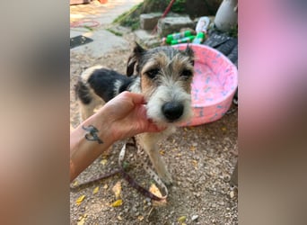 Milly, Foxterrier-Mix, Hündin, geb. am 02.05.2025, 37 cm, 12 kg