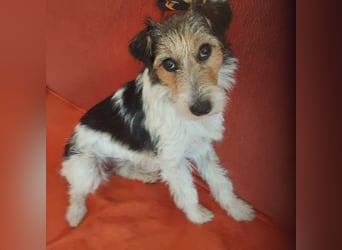 Milly, Foxterrier-Mix, Hündin, geb. am 02.05.2025, 37 cm, 12 kg