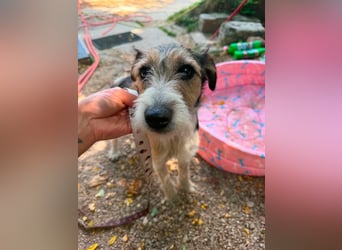 Milly, Foxterrier-Mix, Hündin, geb. am 02.05.2025, 37 cm, 12 kg