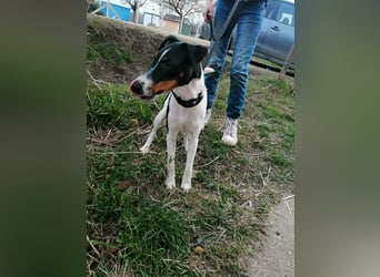 Norbi, Foxterrier, Rüde, ca. 1 Jahr, ca. 40 cm