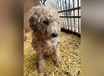 Ficko, Foxterrier-Mix, Rüde, geb. am 03.04.2019, 40 cm