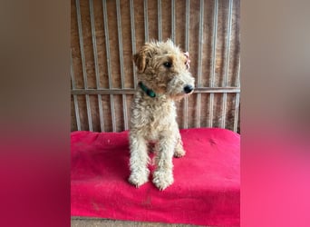 Folti, Foxterrier, Rüde, geb. am 20.01.2025, 40 cm, 10 kg