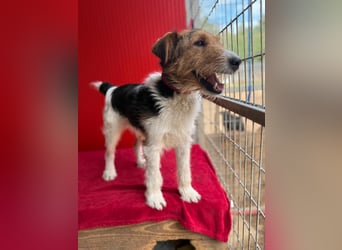 Rocky, Foxterrier, Rüde, geb. 03.04.2019, 40 cm, 10 kg