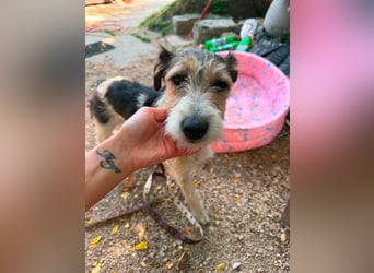 Milly, Foxterrier-Mix, Hündin, geb. am 02.05.2025, 37 cm, 12 kg