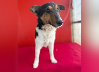 Joey, Glatthaar-Foxterrier, Rüde, 2,5 Jahre, 35 cm