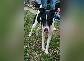 Norbi, Foxterrier, Rüde, ca. 6 Monate, ca. 40 cm