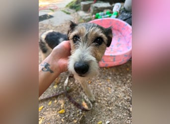 Milly, Foxterrier-Mix, Hündin, geb. am 02.05.2025, 37 cm, 12 kg