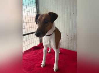 Milo, Glatthaar-Foxterrier-Mix, Rüde, geb. am 03.04.2022, 38 cm, 7,8 kg