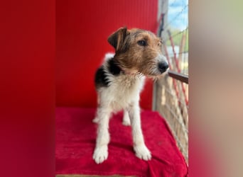 Rocky, Foxterrier, Rüde, geb. 03.04.2019, 40 cm, 10 kg
