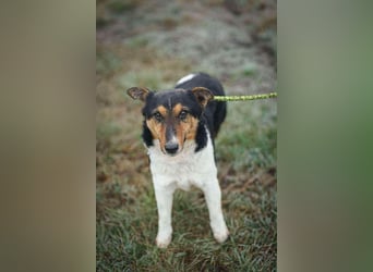 Joey, Glatthaar-Foxterrier, Rüde, 2,5 Jahre, 35 cm