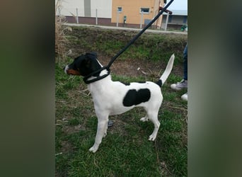 Norbi, Foxterrier, Rüde, ca. 1 Jahr, ca. 40 cm