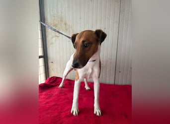 Milo, Glatthaar-Foxterrier-Mix, Rüde, geb. am 03.04.2022, 38 cm, 7,8 kg