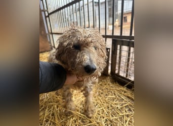 Ficko, Foxterrier-Mix, Rüde, geb. am 03.04.2019, 40 cm