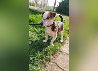 Foxi, Foxterrier-Mix, Rüde, ca. 10 Jahre, ca. 38 cm - Notfall -