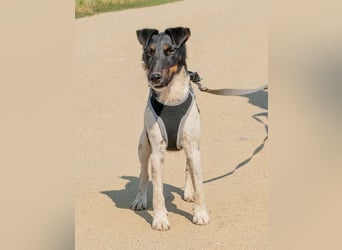 Bolt, der kleine Foxterrier-Mix mit Pfeffer im Hintern